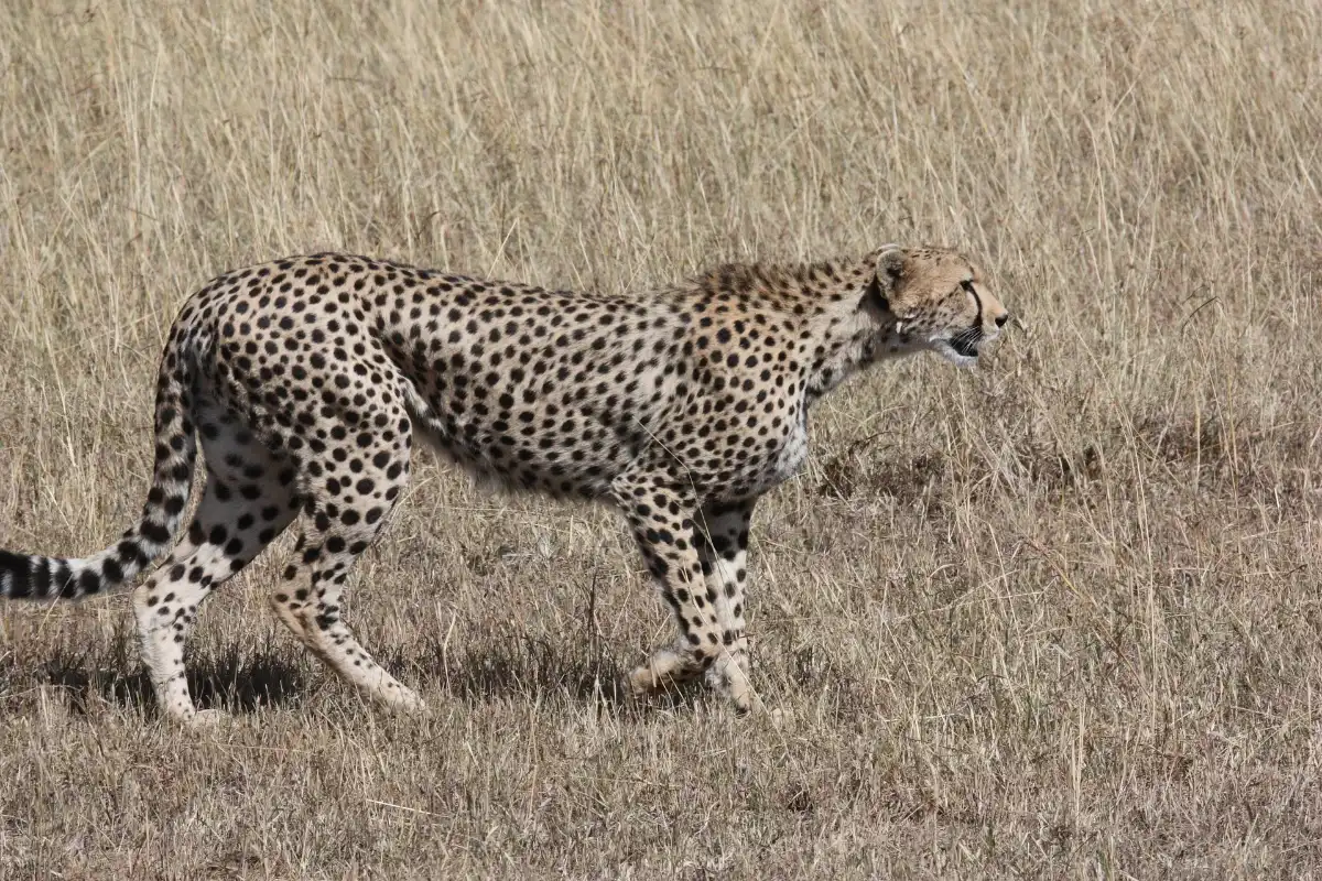 6 Days to Witness the Great Wildebeest Migration. 